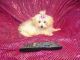 Maltipoo Puppies for sale in Dayton, OH, USA. price: NA