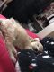 Maltipoo Puppies for sale in Ontario, CA, USA. price: $400