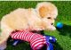 Maltipoo Puppies for sale in California City, CA, USA. price: $500