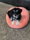Maltipoo Puppies for sale in Manvel, TX, USA. price: $1,000