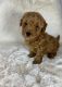 Maltipoo Puppies for sale in Arizona City, AZ 85123, USA. price: NA