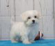 Maltipoo Puppies for sale in Madeira Beach, FL, USA. price: NA