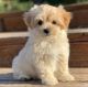 Maltipoo Puppies for sale in Stamford, TX, USA. price: NA