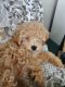 Maltipoo Puppies for sale in Whiting, Manchester Township, NJ 08759, USA. price: $2,800