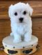 Maltipoo Puppies for sale in Newark, NJ, USA. price: $1,100