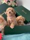 Maltipoo Puppies for sale in California City, CA, USA. price: $650