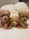 Maltipoo Puppies for sale in California City, CA, USA. price: $650