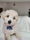 Maltipoo Puppies for sale in Peoria, AZ 85345, USA. price: $1,995