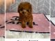 Maltipoo Puppies for sale in California, ON K0A 3L0, Canada. price: $500