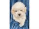 Maltipoo Puppies for sale in Alabama Dr, Stephenville, NL A2N, Canada. price: $400