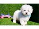 Maltipoo Puppies for sale in Greater Toronto Area, ON, Canada. price: $400