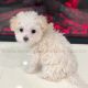 Maltipoo Puppies for sale in Tracy, CA, USA. price: NA
