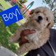 Maltipoo Puppies for sale in Huntington Park, CA 90255, USA. price: NA