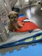 Maltipoo Puppies for sale in Sachse, TX 75048, USA. price: NA