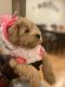 Maltipoo Puppies for sale in Brooklyn Park, MD 21225, USA. price: NA