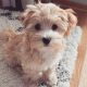 Maltipoo Puppies for sale in Colorado Springs, CO, USA. price: $600