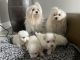 Maltipoo Puppies for sale in Port St. Lucie, FL, USA. price: NA