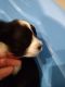 Maltipoo Puppies for sale in Savanna, IL 61074, USA. price: NA