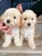 Maltipoo Puppies for sale in Chino Hills, CA, USA. price: $1,750