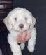 Maltipoo Puppies for sale in North Las Vegas, NV 89031, USA. price: NA