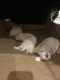 Maltipoo Puppies for sale in Norman, OK, USA. price: $1