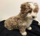 Maltipoo Puppies for sale in Boston, MA, USA. price: $650