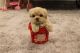 Maltipoo Puppies for sale in 10117 Cleary Blvd, Plantation, FL 33324, USA. price: $500