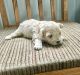 Maltipoo Puppies for sale in Odon, IN 47562, USA. price: NA
