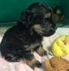 Maltipoo Puppies for sale in Tampa, FL, USA. price: NA