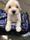 Maltipoo Puppies for sale in Hollywood, Los Angeles, CA, USA. price: NA