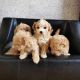 Maltipoo Puppies for sale in San Jose, CA, USA. price: $800