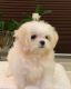 Maltipoo Puppies for sale in CA-1, Long Beach, CA, USA. price: NA