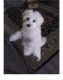 Maltipoo Puppies for sale in Perris, CA, USA. price: NA