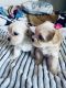 Maltipoo Puppies for sale in Palmdale, CA 93550, USA. price: NA