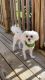 Maltipoo Puppies for sale in Nolensville, TN 37135, USA. price: NA