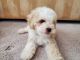 Maltipoo Puppies for sale in Palm Desert, CA, USA. price: NA