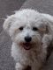 Maltipoo Puppies for sale in Riverbank, CA, USA. price: NA