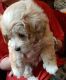 Maltipoo Puppies for sale in Wellston, OH, USA. price: $1,400