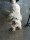 Maltipoo Puppies for sale in Arlington, TX 76002, USA. price: NA