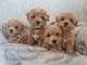 Maltipoo Puppies for sale in Birmingham, AL, USA. price: $680
