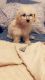 Maltipoo Puppies for sale in Kingsland, TX 78639, USA. price: $1,500