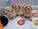 Maltipoo Puppies for sale in Birmingham, AL, USA. price: $680