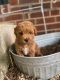 Maltipoo Puppies for sale in Randleman, NC 27317, USA. price: NA