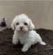 Maltipoo Puppies for sale in Carlsbad, CA 92008, USA. price: NA