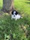Maltipoo Puppies for sale in Frankfort, KY 40601, USA. price: NA