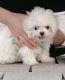 Maltipoo Puppies for sale in 1110 W 54th St, Los Angeles, CA 90037, USA. price: NA