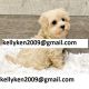 Maltipoo Puppies for sale in Wyoming, MI, USA. price: $100
