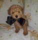 Maltipoo Puppies for sale in Randleman, NC 27317, USA. price: $1,900