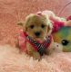 Maltipoo Puppies for sale in 10117 Cleary Blvd, Plantation, FL 33324, USA. price: NA
