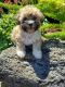 Maltipoo Puppies for sale in Stockton, CA 95207, USA. price: $1,200
